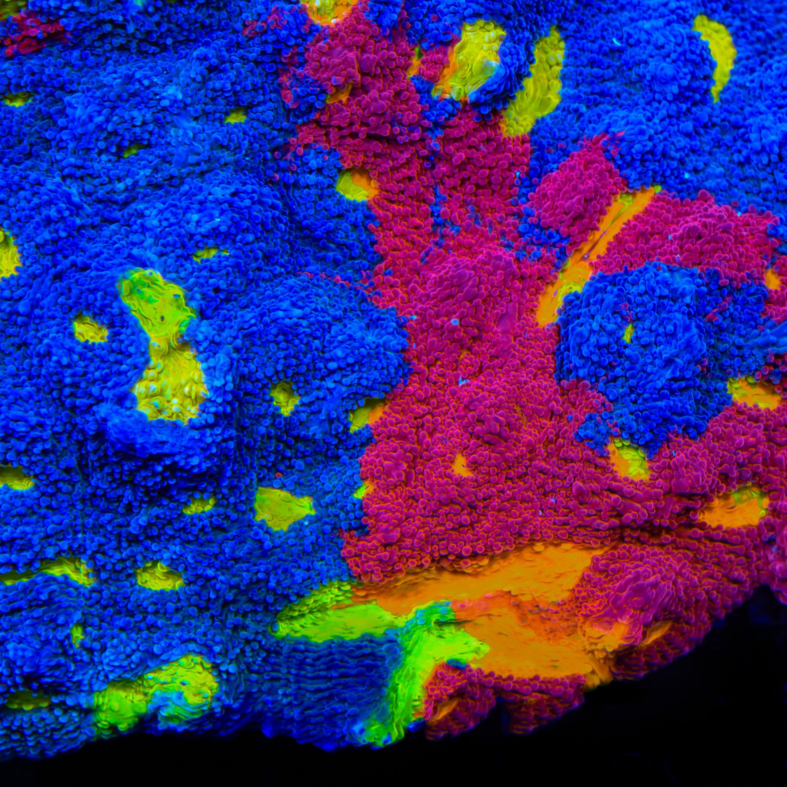 TSA Rainbow Soup Chalice Coral
