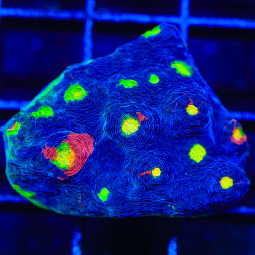 TSA Rainbow Soup Chalice XL Frag Coral