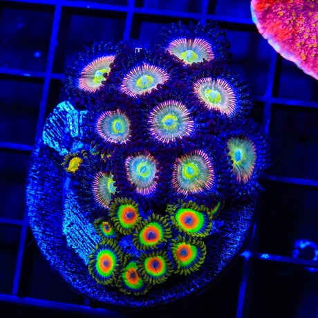 TSA Rainbow Spectrum and Rasta Zoanthids Colony Coral
