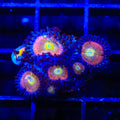 TSA Rainbow Spectrum Zoanthids Coral