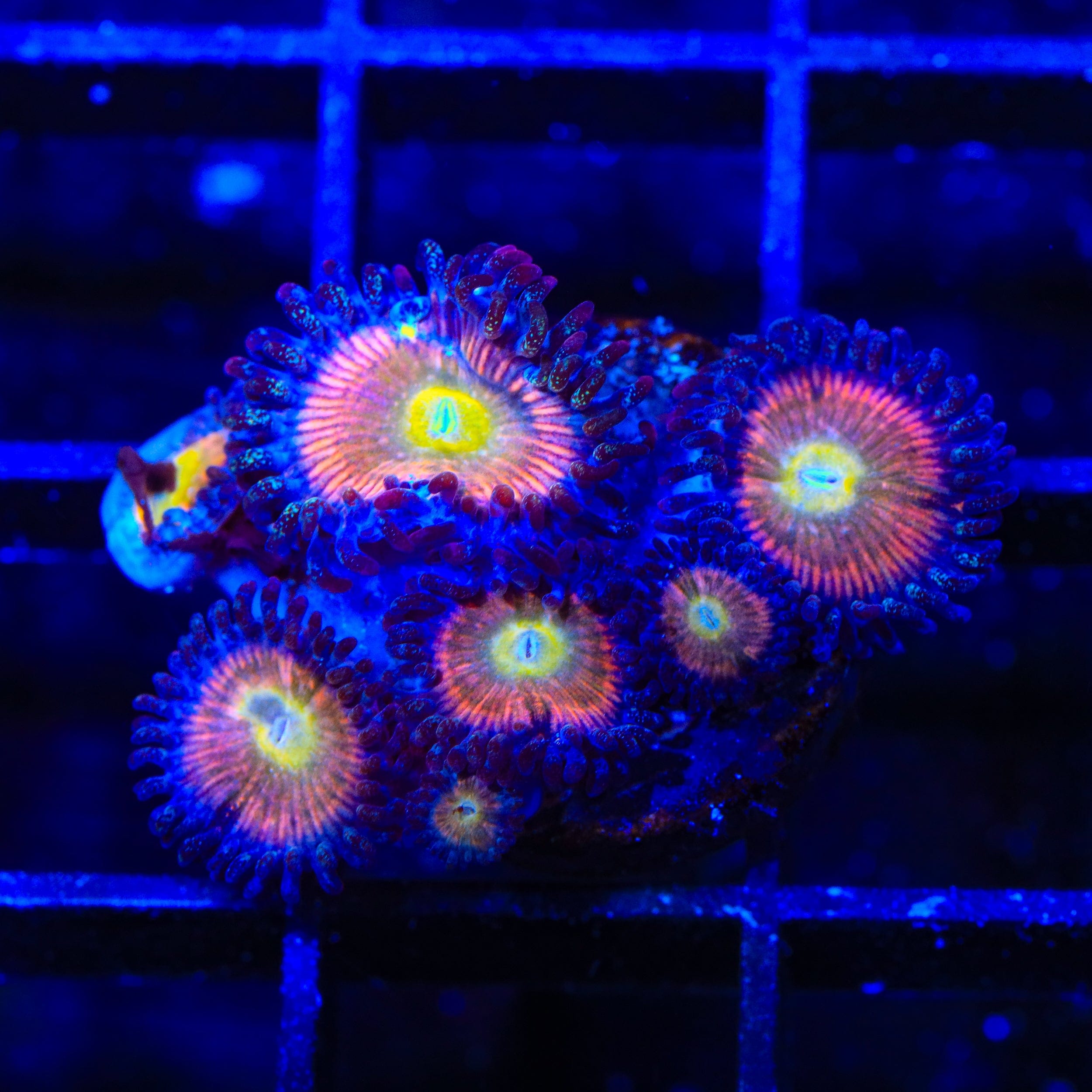TSA Rainbow Spectrum Zoanthids Coral