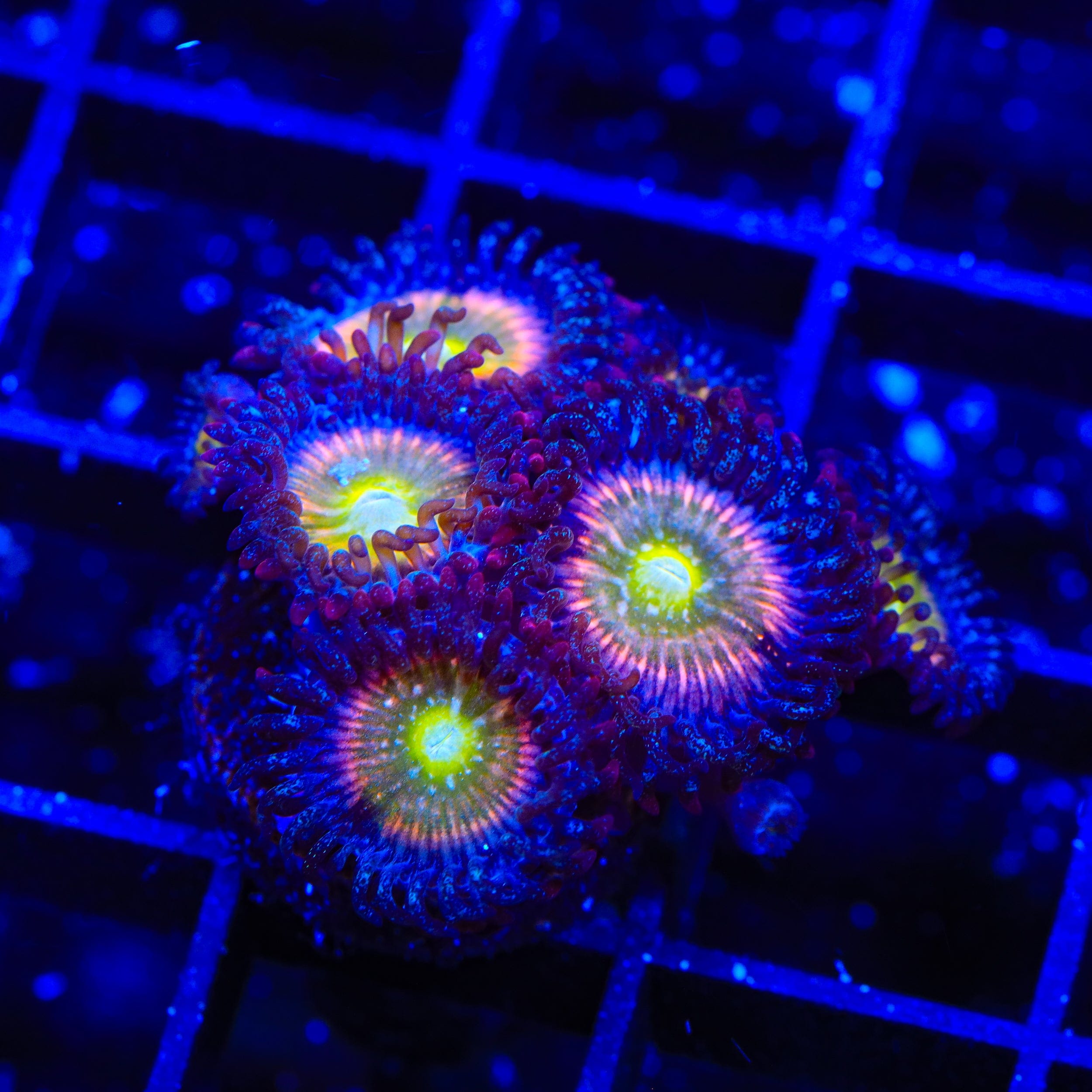 TSA Rainbow Spectrum Zoanthids Coral