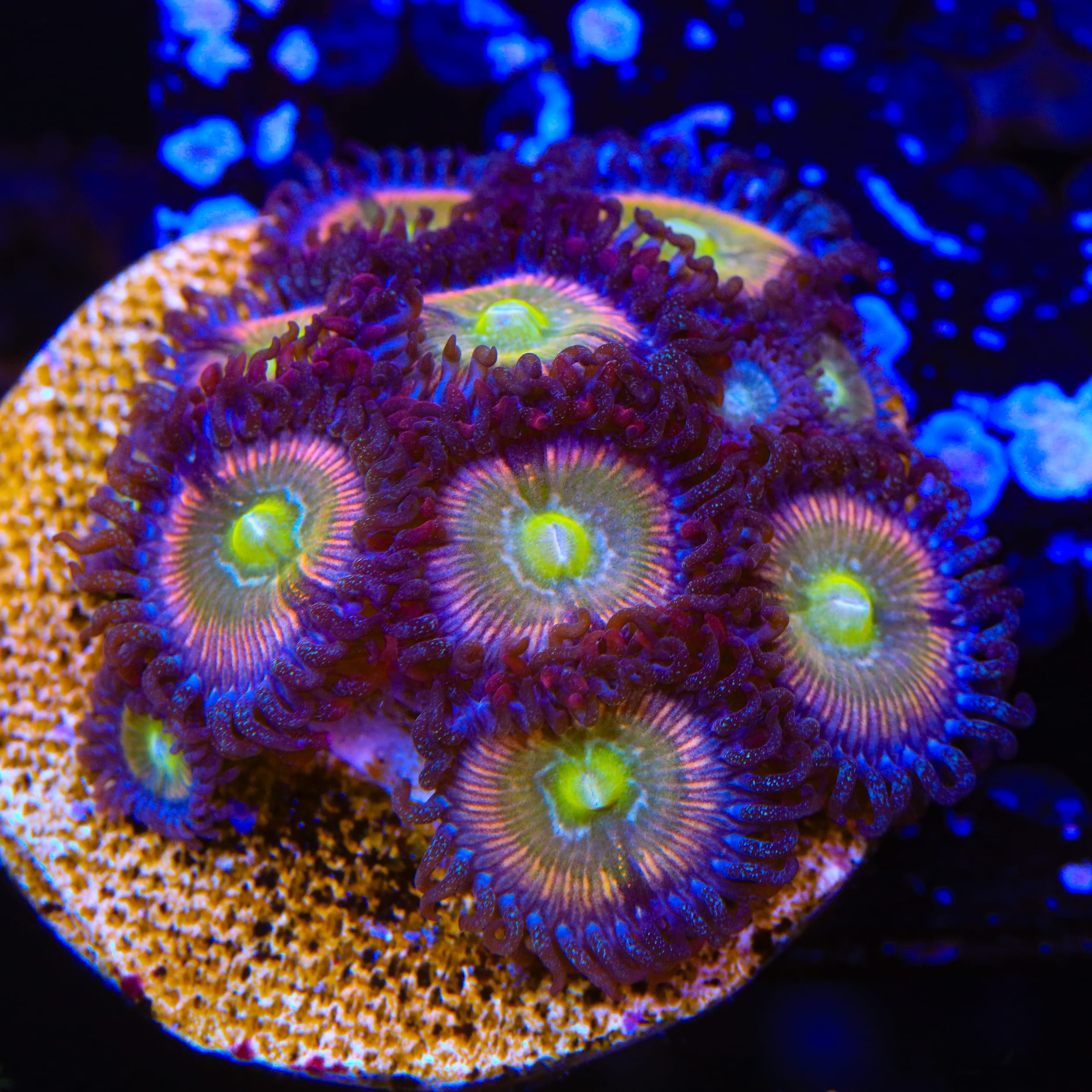 TSA Rainbow Spectrum Zoanthids XL Frag Coral