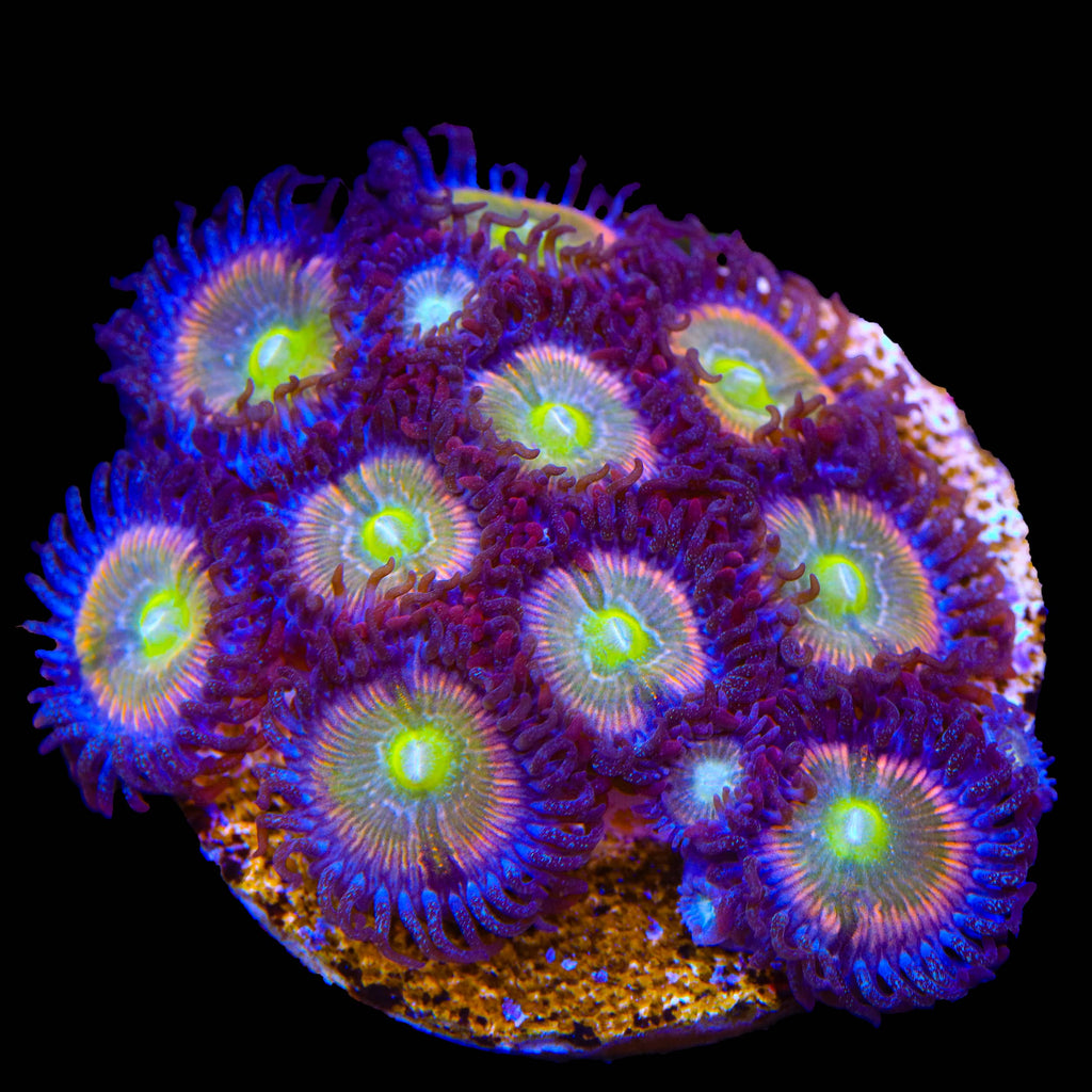 TSA Rainbow Spectrum Zoanthids XL Frag Coral