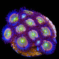 TSA Rainbow Spectrum Zoanthids XL Frag Coral