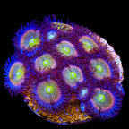 TSA Rainbow Spectrum Zoanthids XL Frag Coral