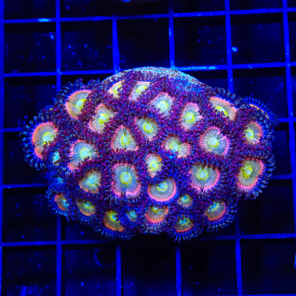 TSA Rainbow Spectrum Zoanthids XL Frag Coral
