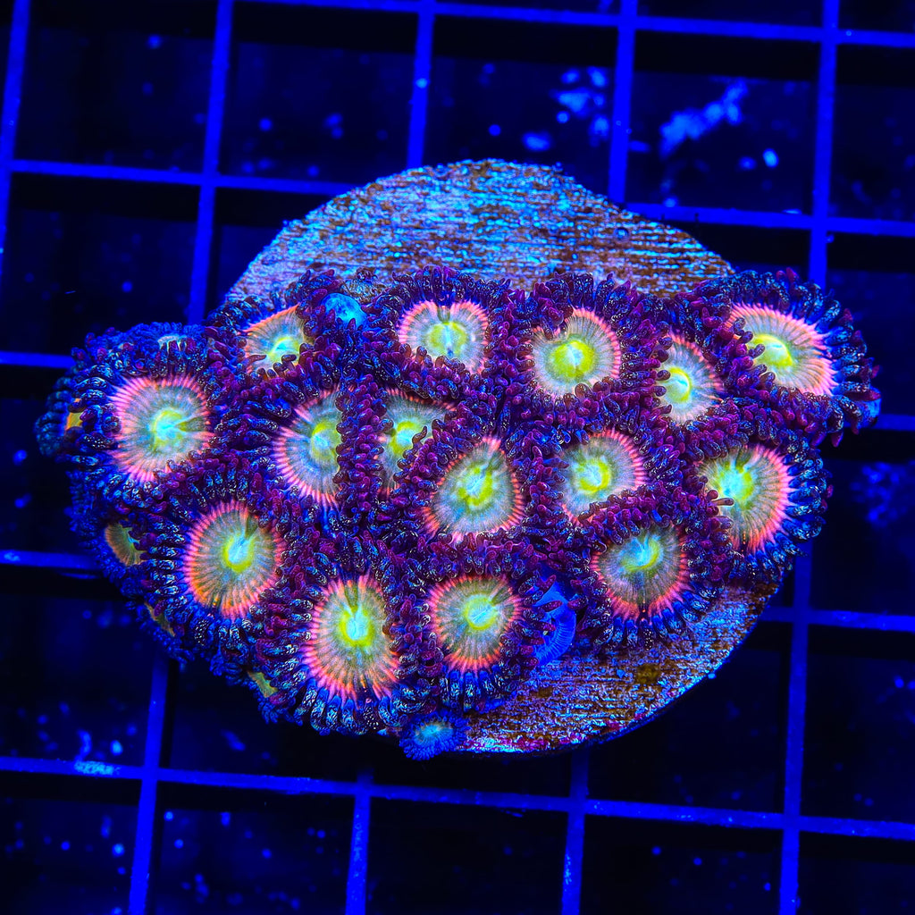 TSA Rainbow Spectrum Zoanthids XL Frag Coral