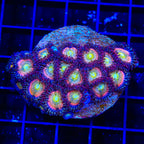 TSA Rainbow Spectrum Zoanthids XL Frag Coral