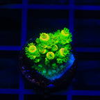 TSA Rainbow Supernova Tenuis Acropora Coral