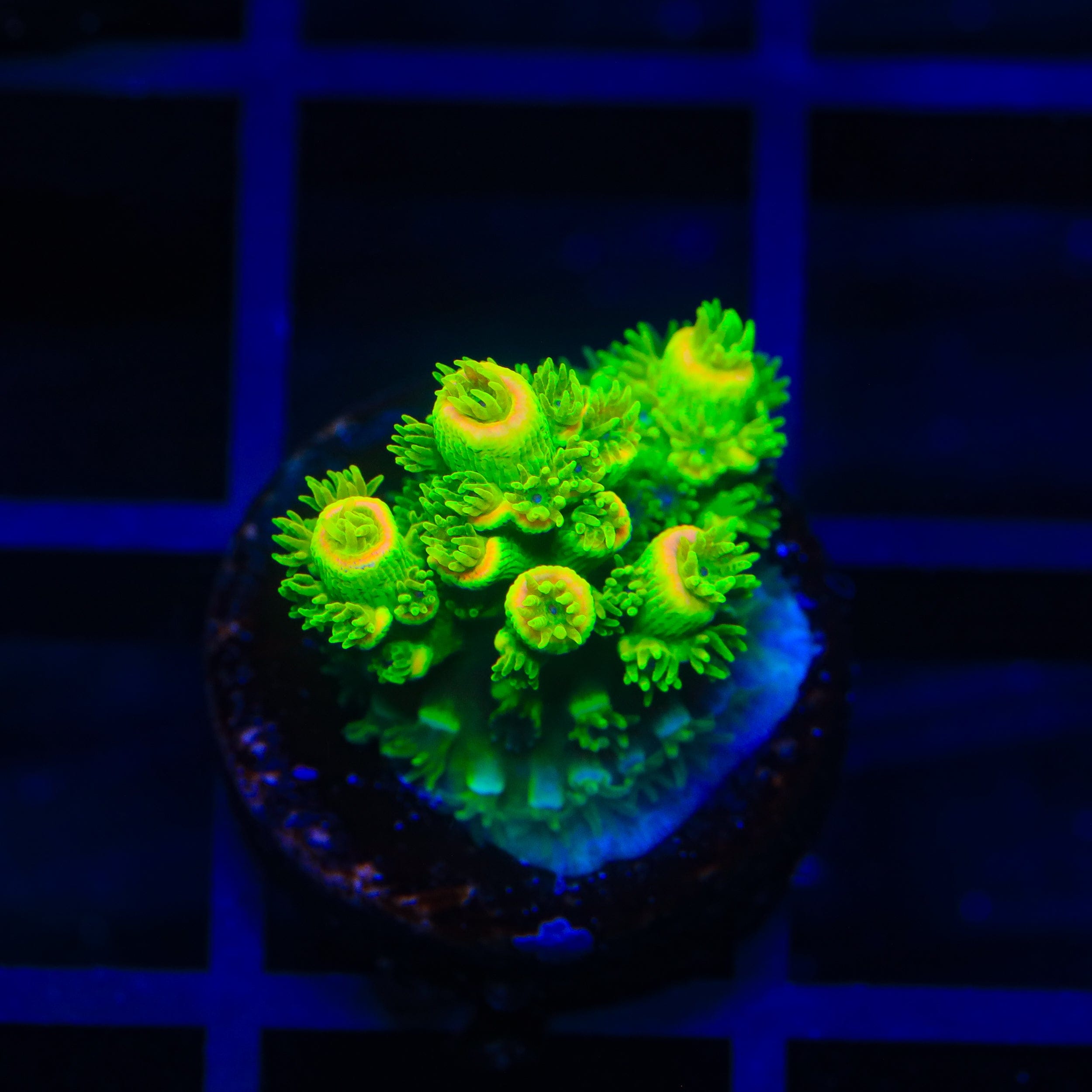 TSA Rainbow Supernova Tenuis Acropora Coral