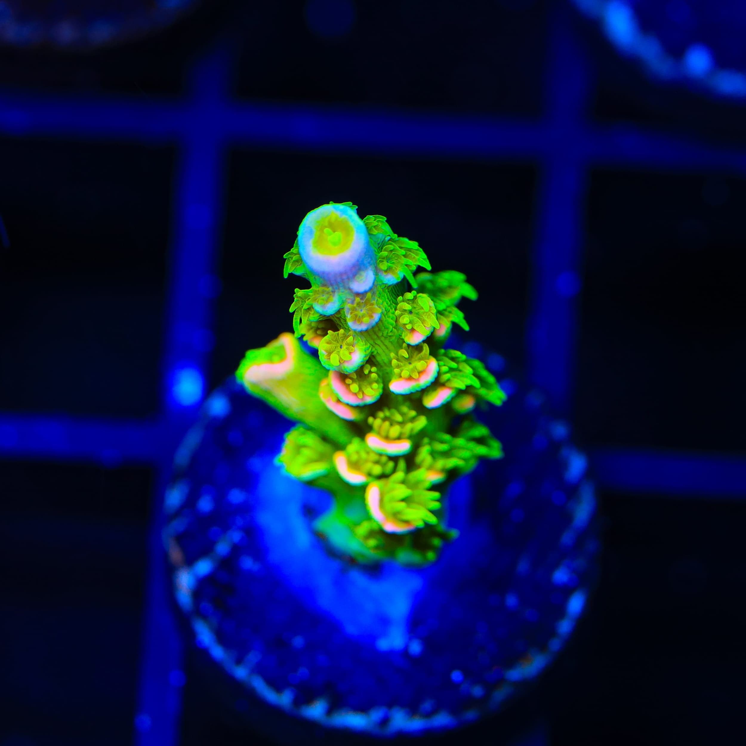 TSA Rainbow Supernova Tenuis Acropora Coral