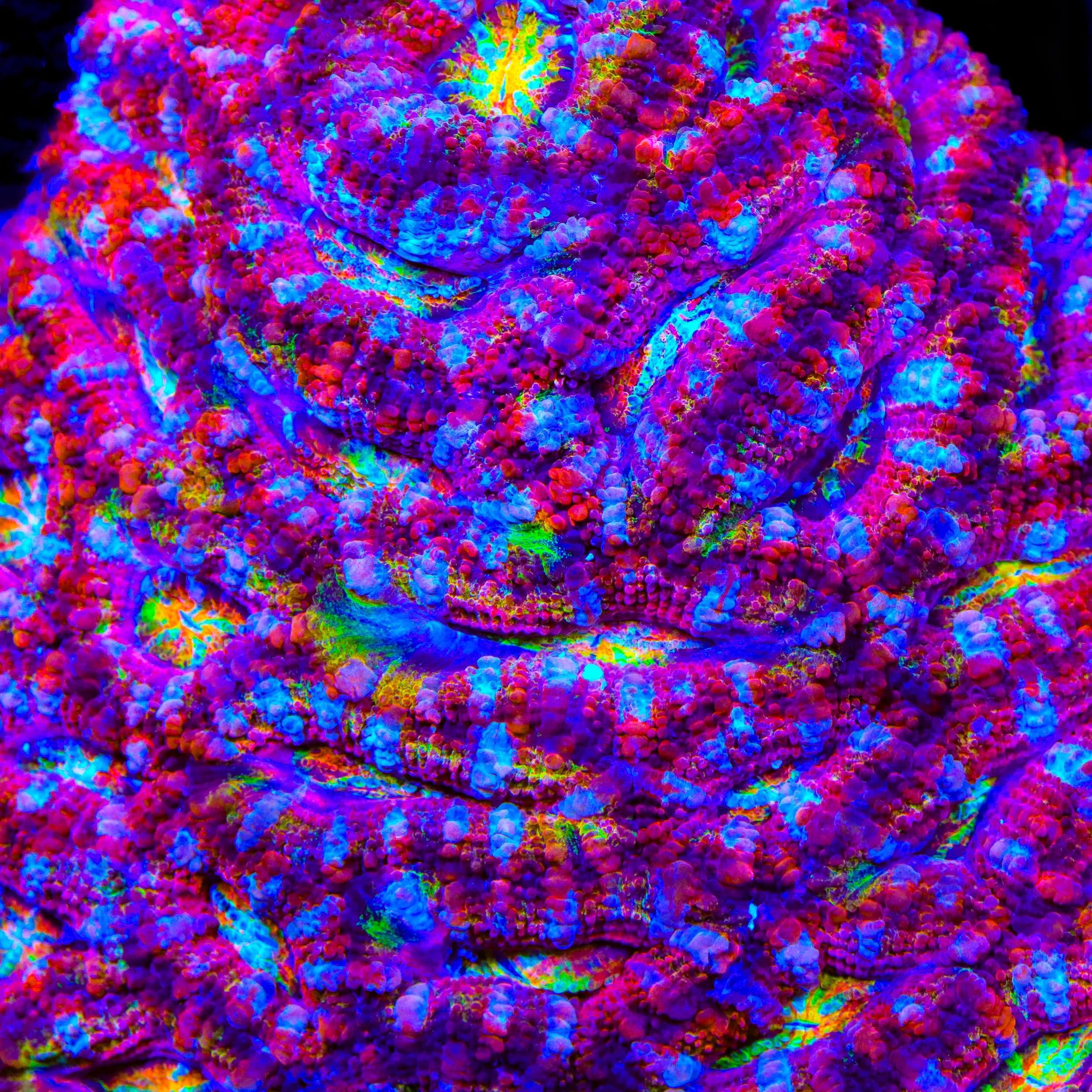 TSA Rainbowzilla Acan Coral