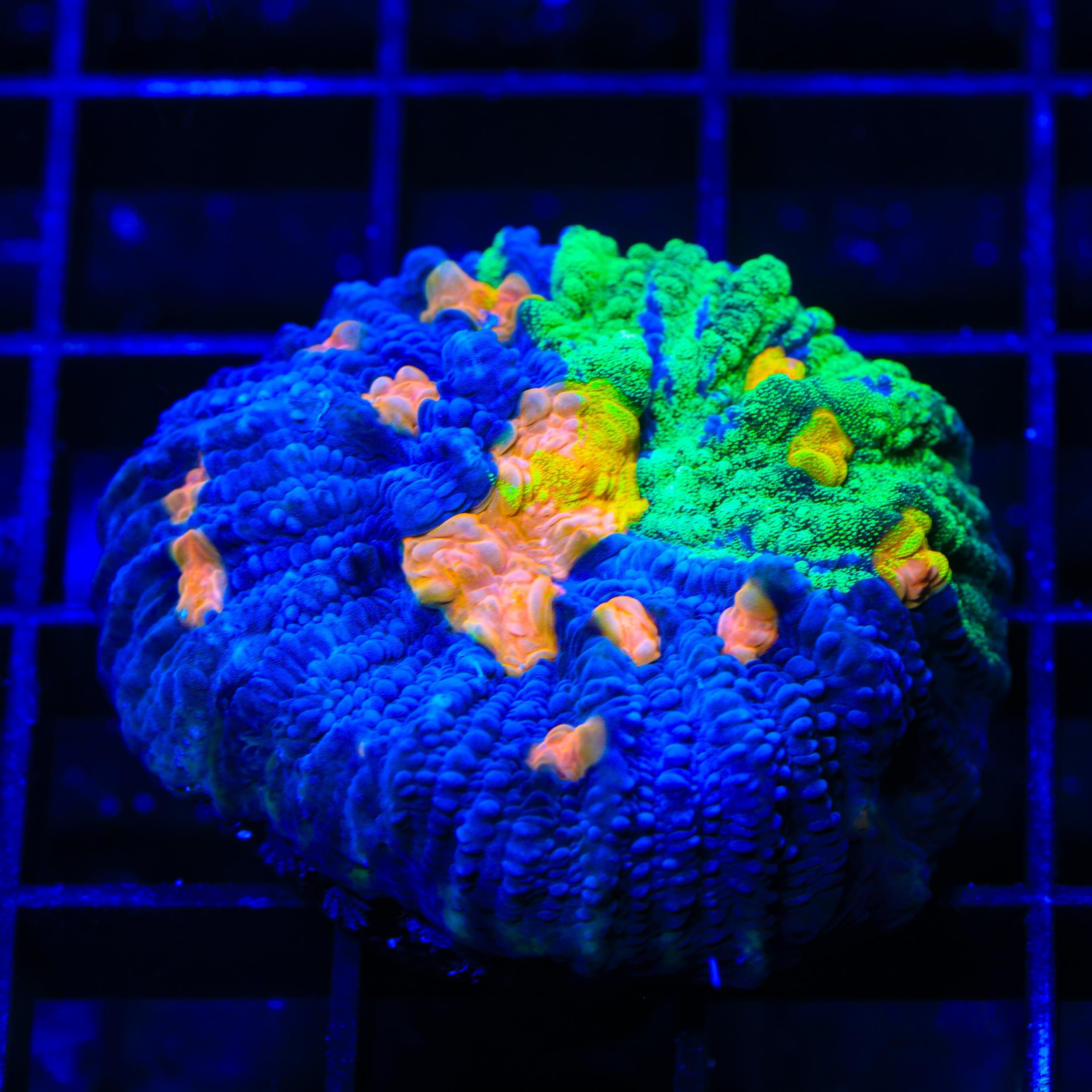 TSA Raja in Pajamas Chalice Coral