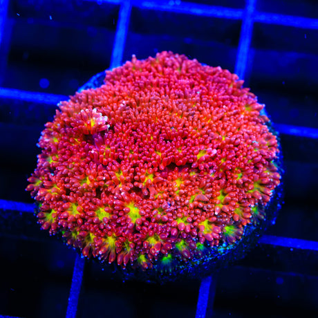 TSA Raspberry Limeade Goniopora Coral