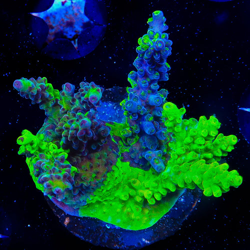 TSA Raspberry Splash Triple Grafted Acropora Coral