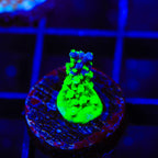 TSA Raspberry Splice Acropora Coral