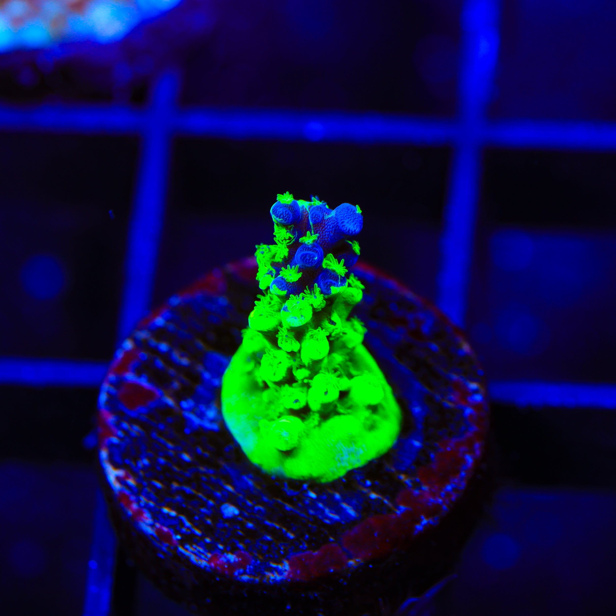 TSA Raspberry Splice Acropora Coral