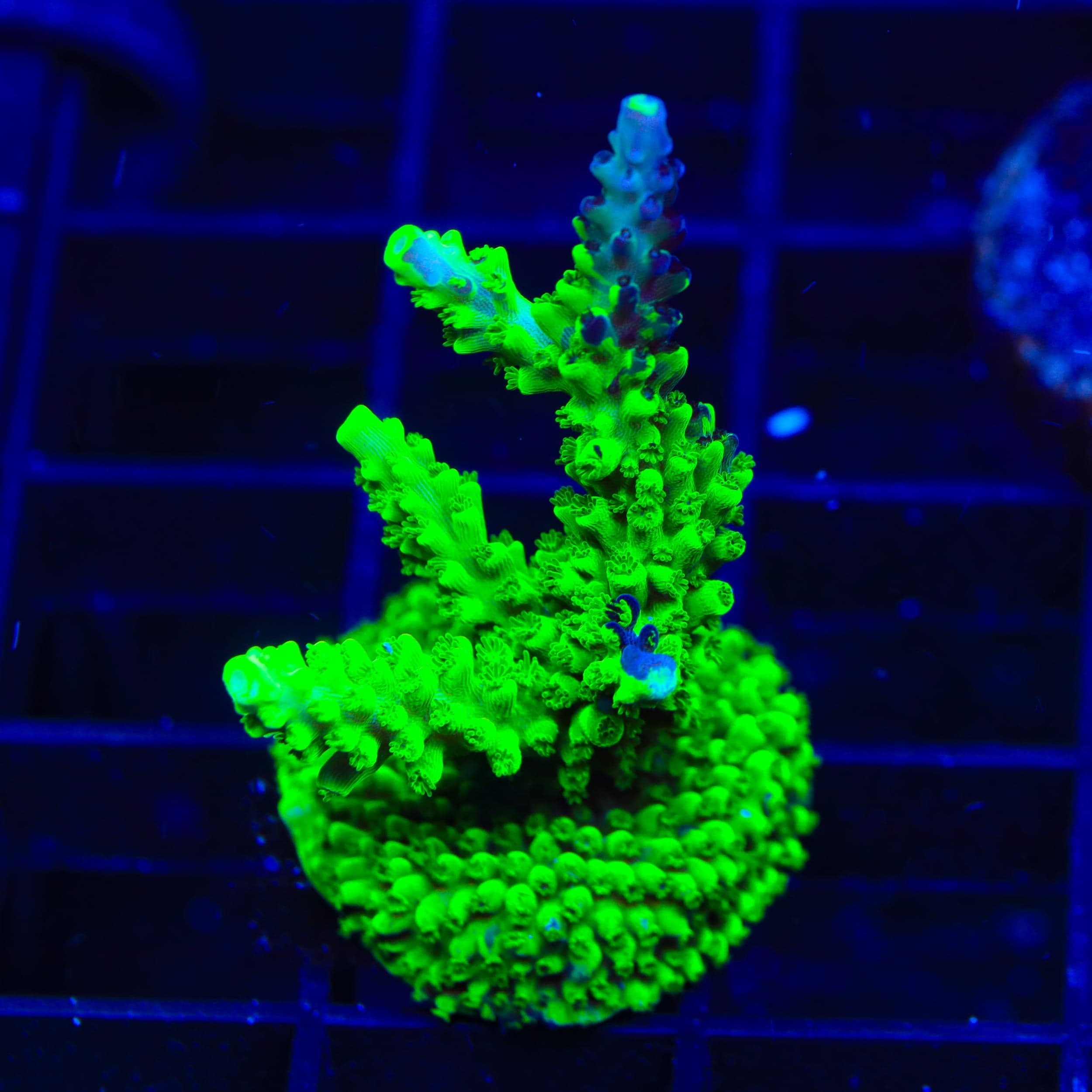 TSA Raspberry Splice Acropora XL Frag Coral