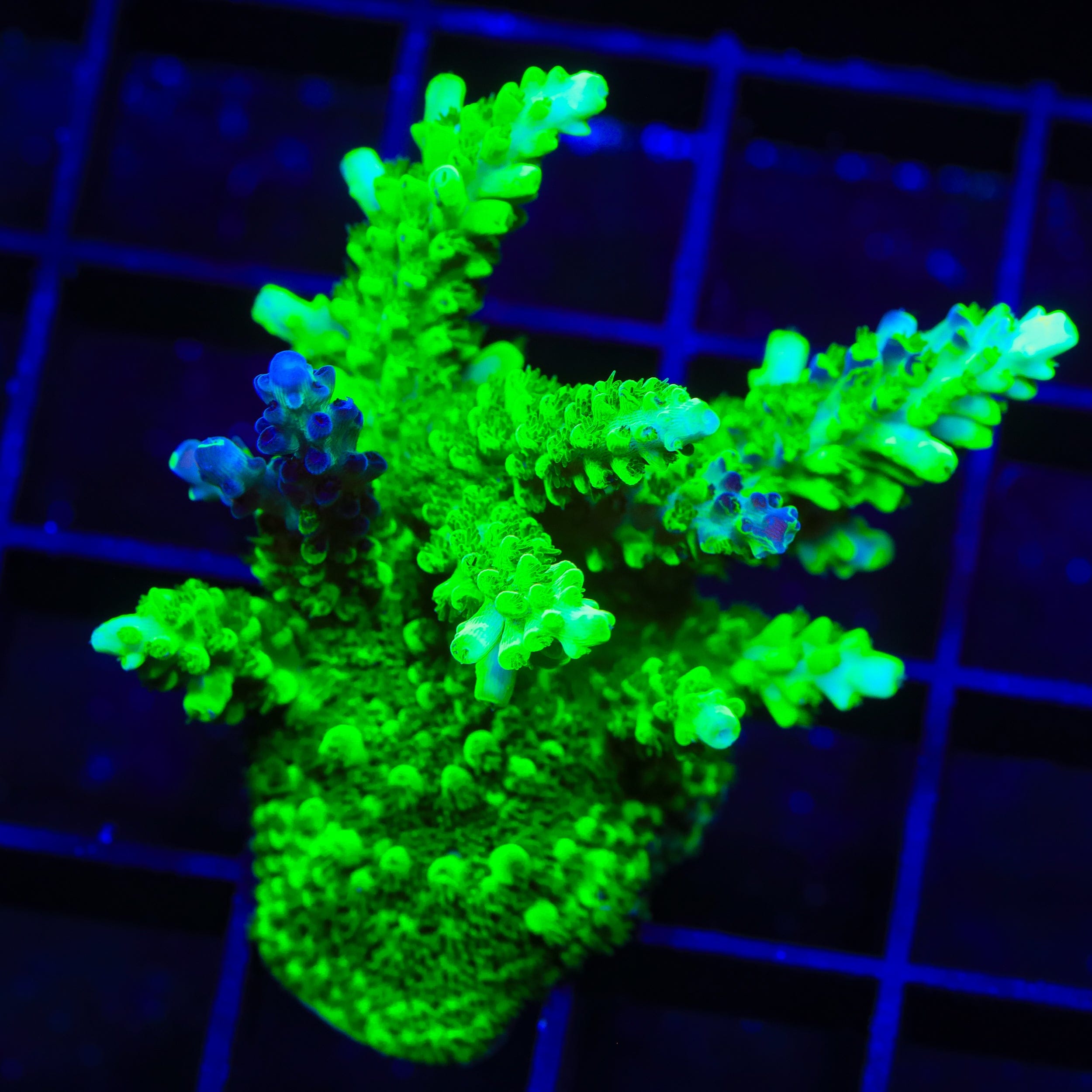 TSA Raspberry Splice Acropora XL Frag Coral