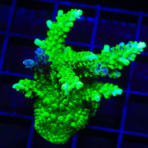 TSA Raspberry Splice Acropora XL Frag Coral