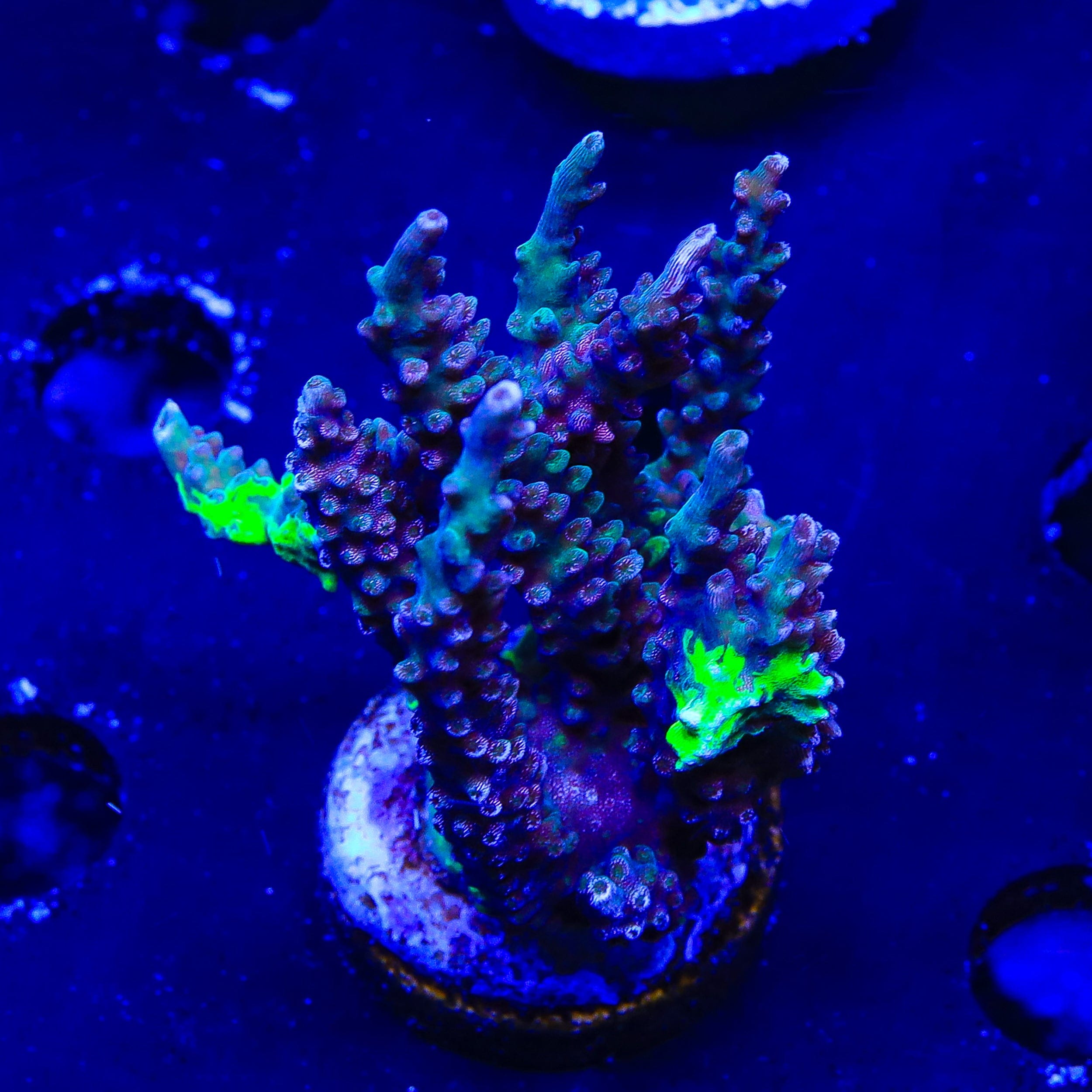 TSA Raspberry Splice Acropora XL Frag Coral