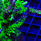 TSA Raspberry Splice Acropora XL Frag Coral