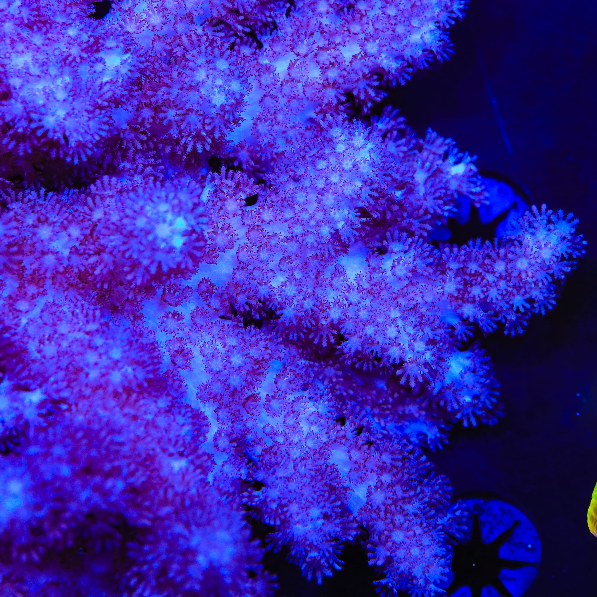 TSA Raspberry Toadstool Leather Coral