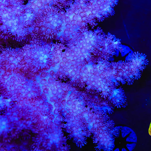 TSA Raspberry Toadstool Leather Coral