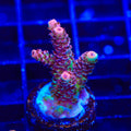 TSA Razzamatazz Acropora Coral