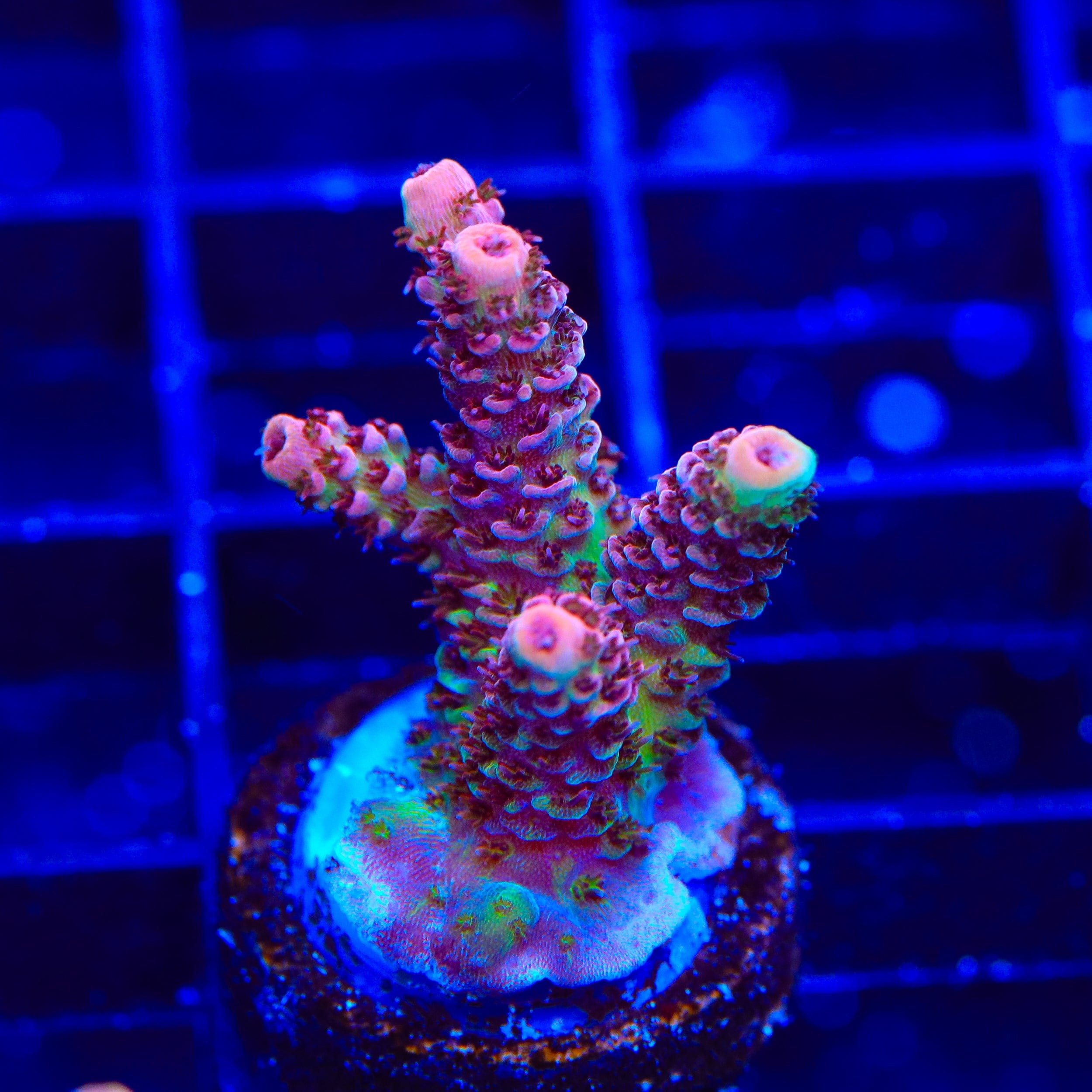 TSA Razzamatazz Acropora Coral
