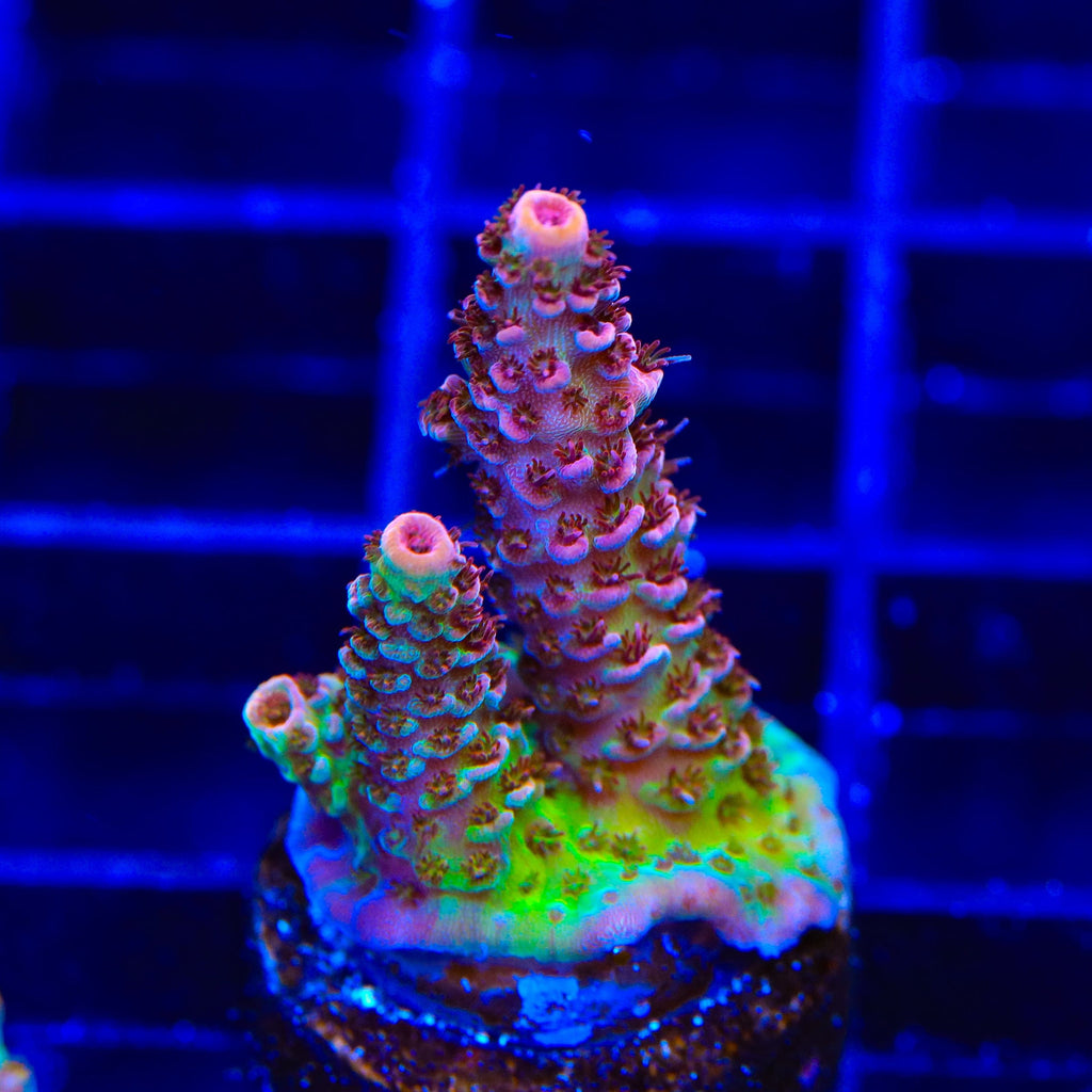 TSA Razzamatazz Acropora Coral