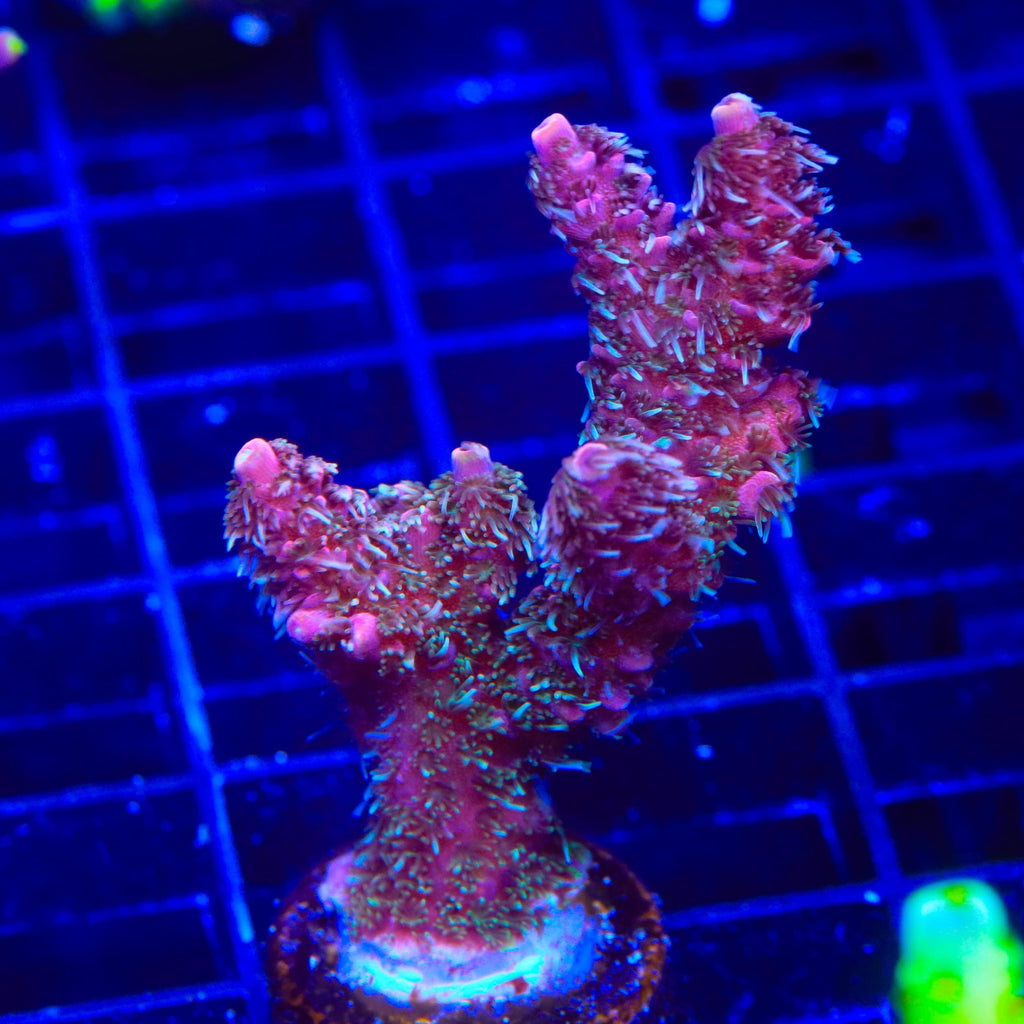 TSA Razzamatazz Acropora XL Frag Coral