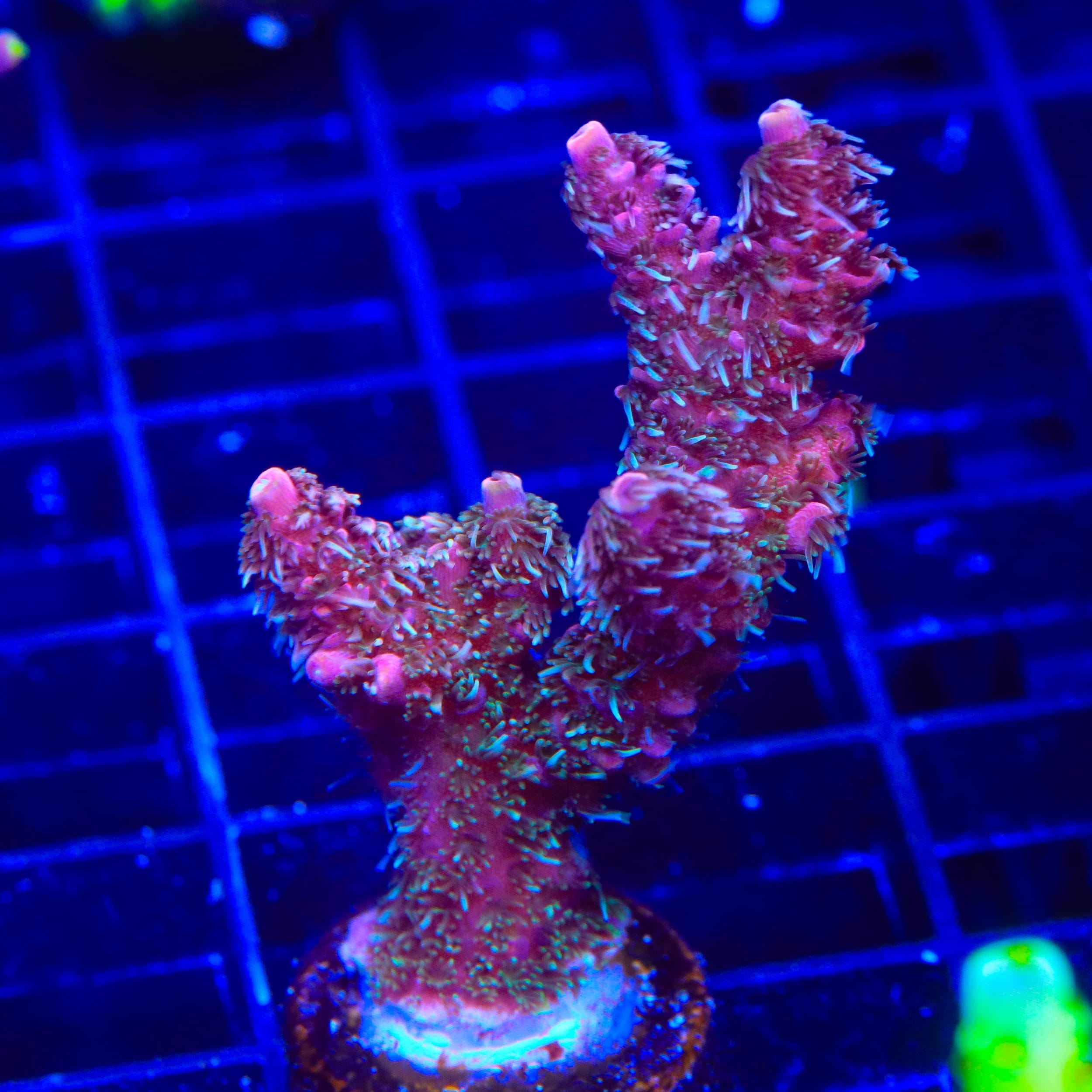 TSA Razzamatazz Acropora XL Frag Coral
