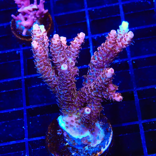 TSA Razzamatazz Acropora XL Frag Coral