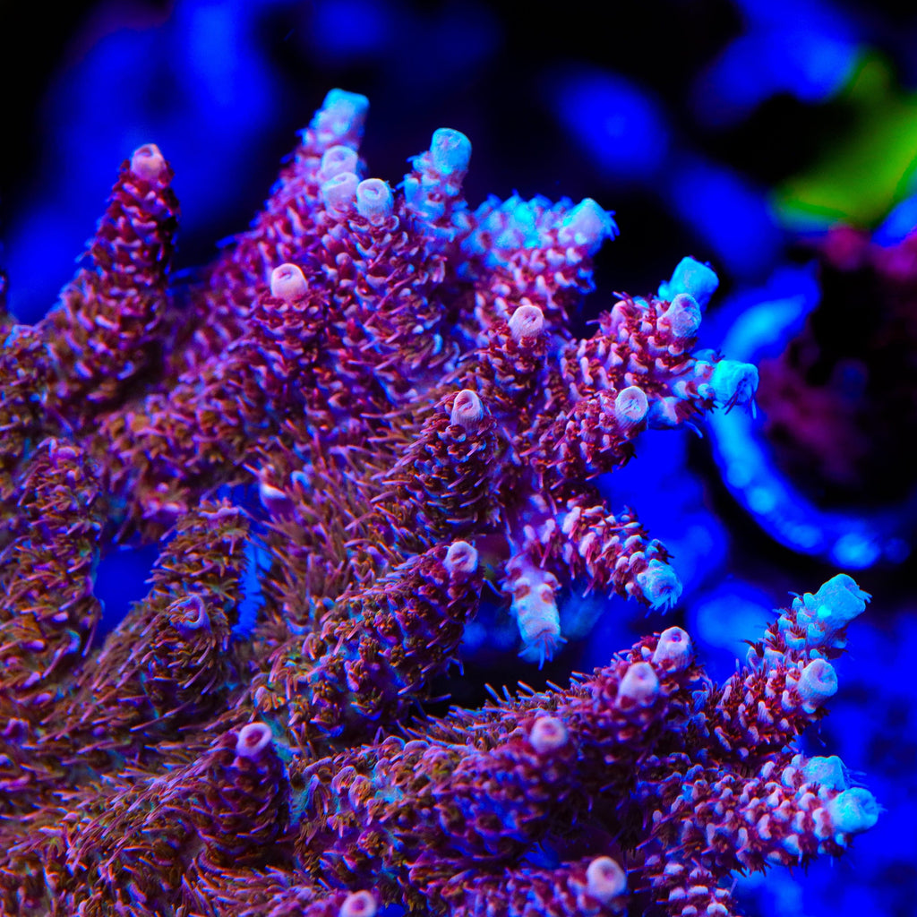 TSA Razzamatazz Acropora XL Frag Coral