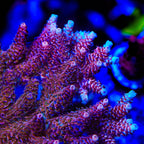 TSA Razzamatazz Acropora XL Frag Coral