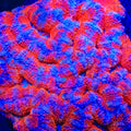 TSA Red Baron Acan Coral