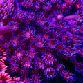 TSA Red Glitter Goniopora Coral