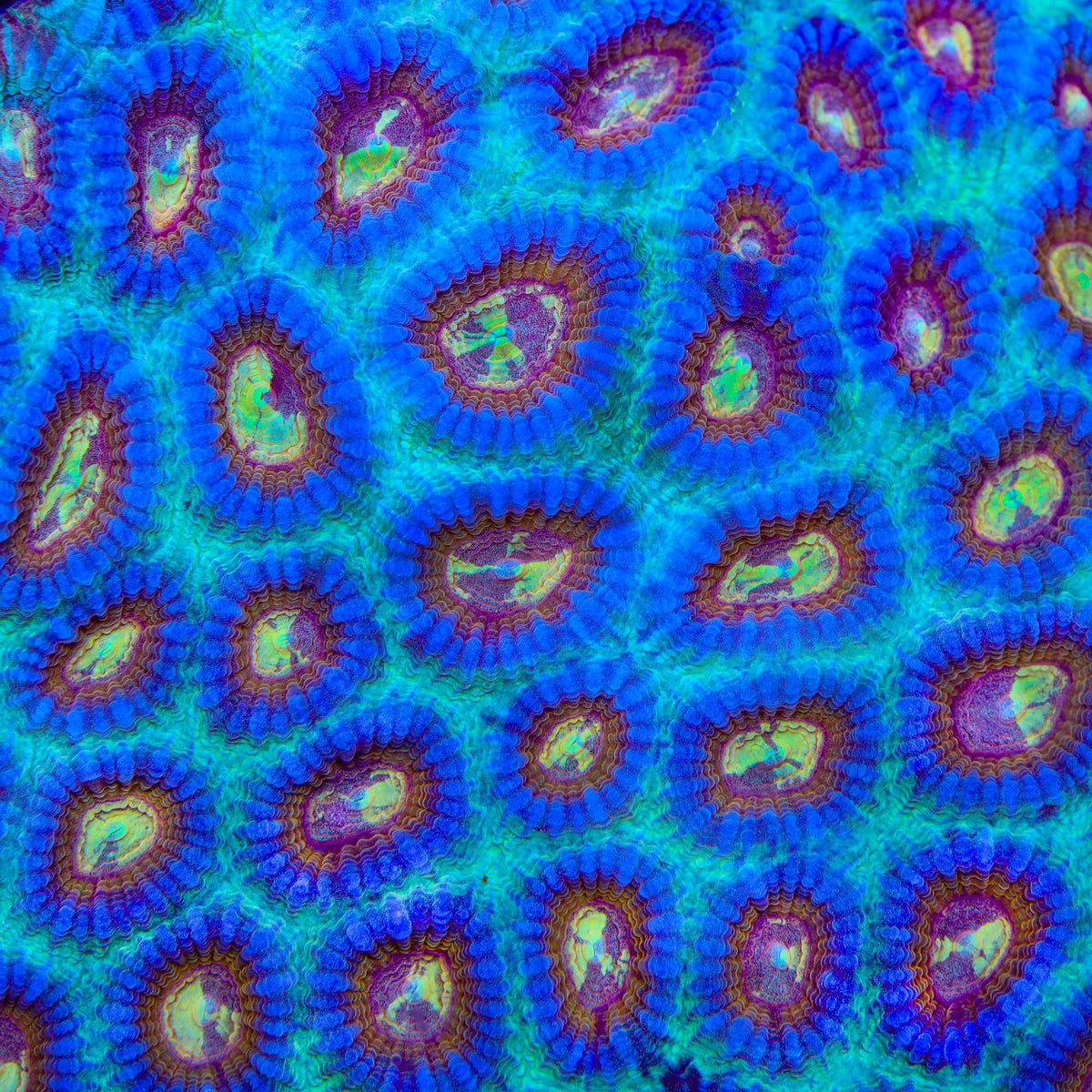 TSA Red Hornet Favia Coral