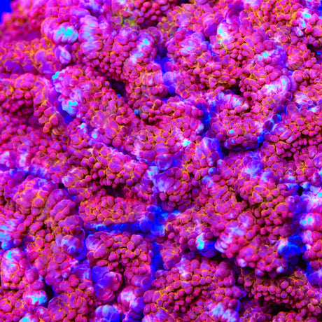 TSA Red Rocket Acan Coral