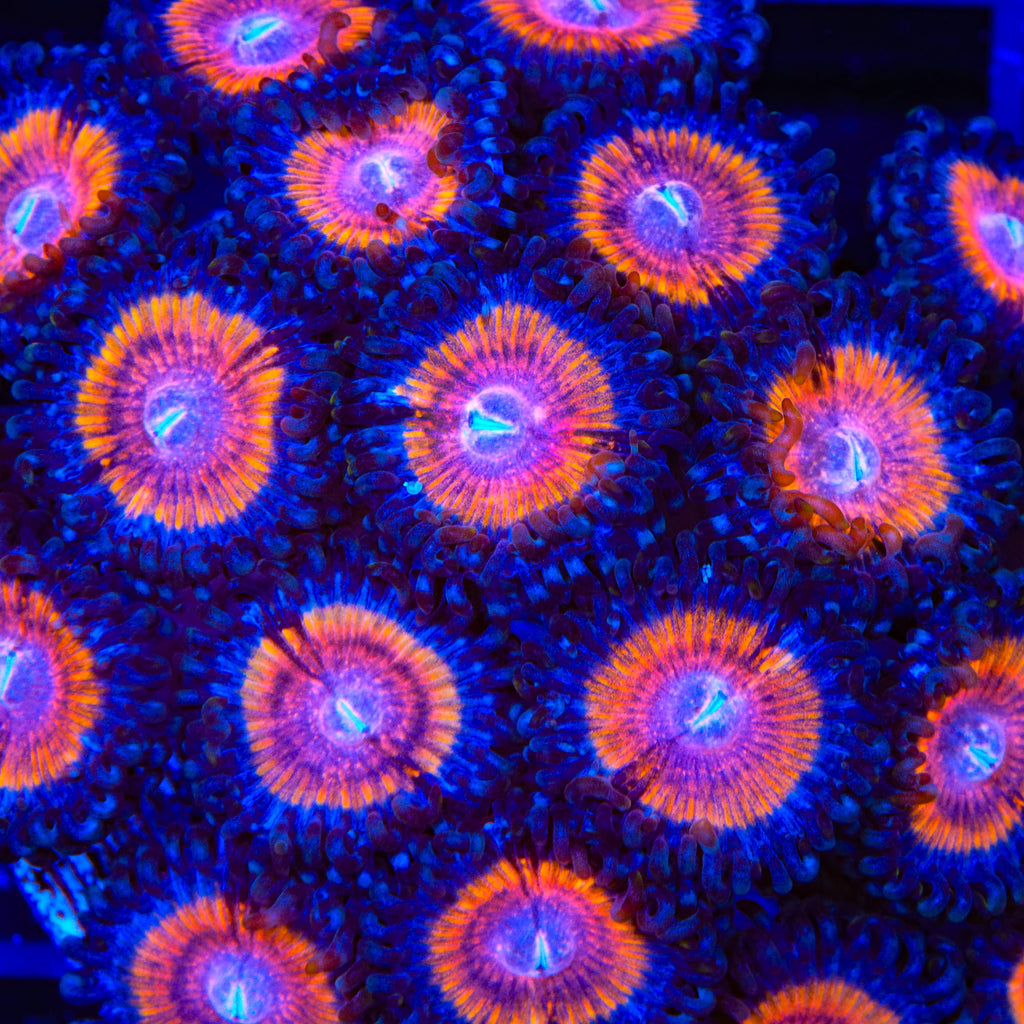 TSA Red Rocket Zoanthids Coral