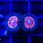 TSA Red Rocket Zoanthids Coral