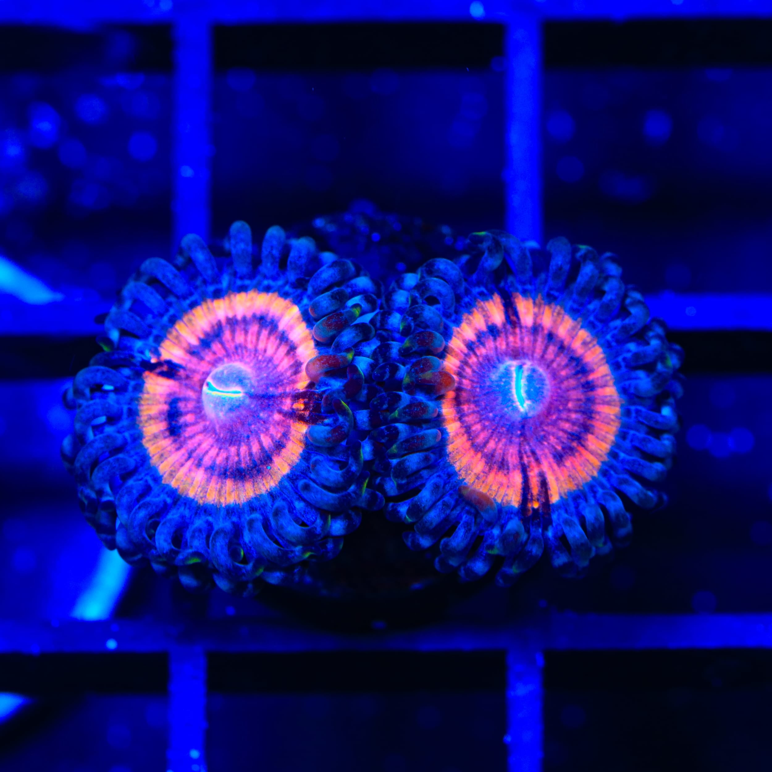 TSA Red Rocket Zoanthids Coral