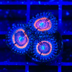TSA Red Rocket Zoanthids Coral