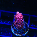 TSA Red Tornado Acropora Coral