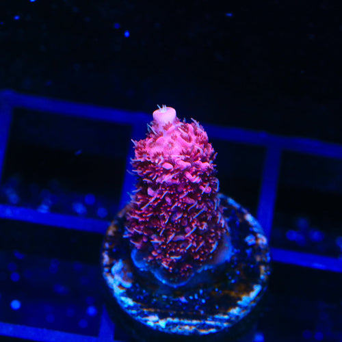 TSA Red Tornado Acropora Coral