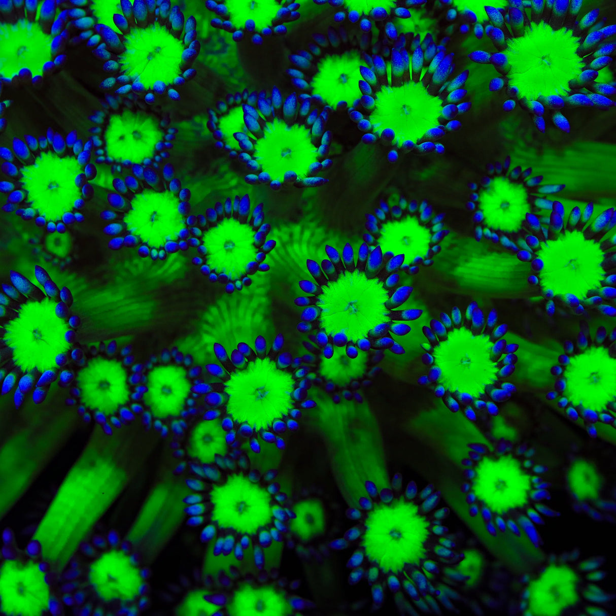 TSA Reptar Goniopora Coral