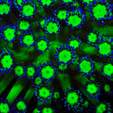 TSA Reptar Goniopora Coral