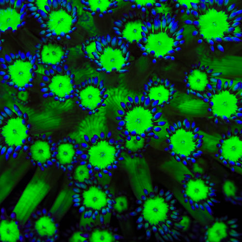 TSA Reptar Goniopora Coral